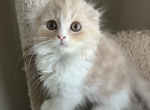Leonardo - Scottish Fold Cat For Sale - 