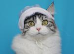 JAIRA IZ TVERSKOGO KNYAZHESTVA - Siberian Cat For Sale - NY, US
