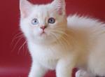 Prohor - British Shorthair Cat For Sale - Miami, FL, US