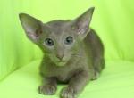 Eva - Oriental Cat For Sale - Norwalk, CT, US