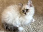 Snow white - Siberian Cat For Sale - Bonita Springs, FL, US