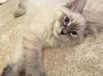 Ace - Siberian Cat For Sale - Bonita Springs, FL, US