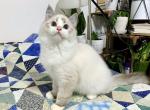 Alvin - Ragdoll Cat For Sale - Tuscaloosa, AL, US