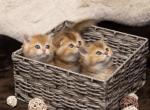 Pure Scottish Gold Chinchilla Male Female Kittens - Scottish Fold Cat For Sale - Vancouver, WA, US