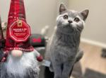 Gabby - Scottish Straight Cat For Sale - New York, NY, US