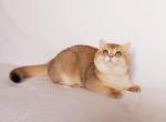 Goga - British Shorthair Cat For Sale - New York, NY, US