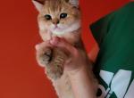 Arnold - Scottish Straight Cat For Sale - Levittown, PA, US