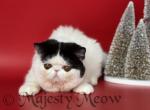 Zarina - Exotic Cat For Sale - Yucca Valley, CA, US