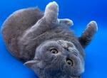 Teal Collar Litter C2 born Easter - British Shorthair Cat For Sale - 
