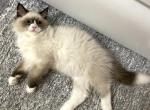 Covid - Siberian Cat For Sale - Bonita Springs, FL, US