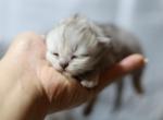 Naruto Shaded Silver - Persian Cat For Sale - 