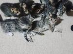 Bengpersdom Litter 2 - Bengal Cat For Sale - Westville, NJ, US