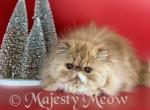 Filya - Persian Cat For Sale - Yucca Valley, CA, US