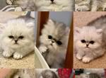 Persian kittens - Persian Cat For Sale - Nashville, TN, US