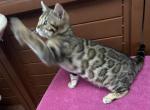 Sweet Cassie - Bengal Cat For Sale - Macon, MO, US