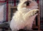 Hannah - Ragdoll Cat For Sale - North Lima, OH, US