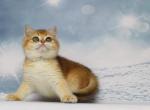 Uhtush - British Shorthair Cat For Sale - Brooklyn, NY, US