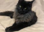 Aloha - Maine Coon Cat For Sale - Brooklyn, NY, US