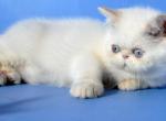 Elton - Exotic Cat For Sale - Brooklyn, NY, US