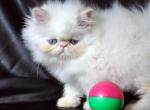 Elvis - Persian Cat For Sale - Brooklyn, NY, US