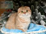 Laura - Scottish Fold Cat For Sale - Los Angeles, CA, US