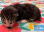 Felicity - Siberian Cat For Sale - Clintwood, VA, US