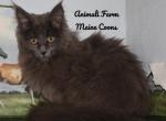 Uma - Maine Coon Cat For Sale - Santa Maria, CA, US