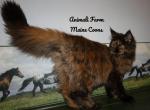 Summer - Maine Coon Cat For Sale - Santa Maria, CA, US