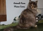 Rey - Maine Coon Cat For Sale - Santa Maria, CA, US