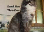 Robyn - Maine Coon Cat For Sale - Santa Maria, CA, US
