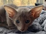 OSH Oriental Shorthair Lavender Female Kitten - Oriental Cat For Sale - NJ, US