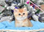 Tom1 - British Shorthair Cat For Sale - NY, US