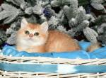 Taisiya 1 - British Shorthair Cat For Sale - NY, US