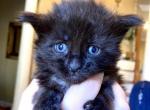 Female black smoke - Maine Coon Cat For Sale - Daphne, AL, US