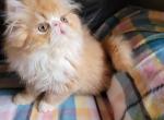 CFA Persian kittens - Persian Cat For Sale - Youngstown, OH, US
