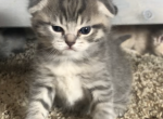 Ramboo - Scottish Fold Cat For Sale - Denver, CO, US