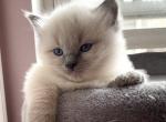 River - Ragdoll Cat For Sale - Elizabeth, NJ, US