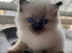 Rio - Ragdoll Cat For Sale - Elizabeth, NJ, US