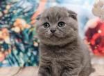 Samson - Scottish Fold Kitten For Sale - Hollywood, FL, US