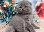 Solomiya - Scottish Fold Kitten For Sale - Hollywood, FL, US