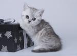 Itona - Munchkin Cat For Sale - Hollywood, FL, US