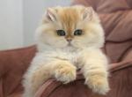 Quentin - British Shorthair Cat For Sale - Hollywood, FL, US