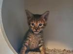 F4 Savannah Boy - Savannah Cat For Sale - Lakeland, FL, US