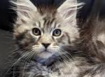 Teo - Maine Coon Cat For Sale - Miami, FL, US