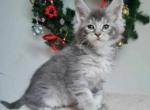 Jeff - Maine Coon Cat For Sale - Miami, FL, US