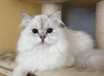 Barney - Scottish Straight Cat For Sale - Cherkasy, Cherkasy Oblast, UA