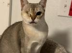 Bella - Singapura Cat For Sale/Retired Breeding - Mocksville, NC, US