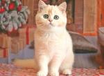 Lenny - British Shorthair Cat For Sale - Brooklyn, NY, US