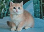 Constance - British Shorthair Cat For Sale - Brooklyn, NY, US