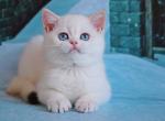 Christine - British Shorthair Cat For Sale - Brooklyn, NY, US